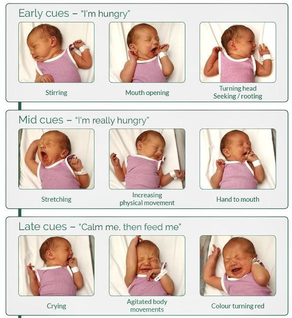 My baby’s first week - Feeding Cues